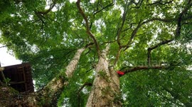 Millennium Zhennan Tree Group in Enshi City, China