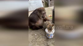 One-armed monkey uses its single limb to groom cat's fur and remove its fleas