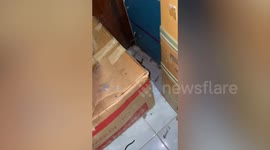 Lost kitten rescued from storage room