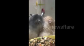 Golden Hamsters Vie for Water Bottle in Anshan, China