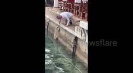 Rescue of the cat from the water in Herceg Novi, Montenegro