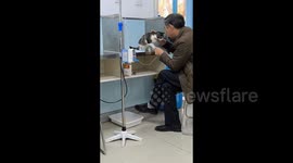 Elderly Chinese man showers warmth and comfort on kitten during vet-administered IV treatment