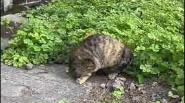 Flexible Cat Burrows Into Small Hole On Road in Jiangsu, China