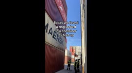US Coast Guard saves barking Golden Retriever found in cargo container