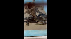 The love making of King cobras. Will it succeed. I think they need a privacy