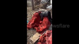 Children Build Shelters for Stray Dogs in Winter in Anhui, China