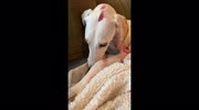 temp