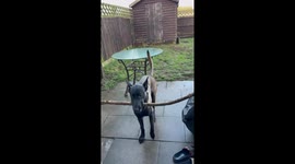 Dog Tries To Go Through Door With A Stick