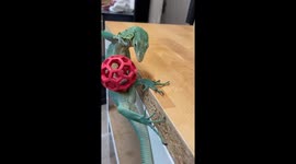 An Intelligent Lizard Plays With A Ball