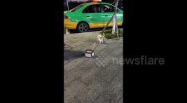 Muscular cat moving with 10kg stone on street in Dazhou, China