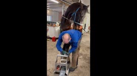 Horse Nibbles Farrier's Head