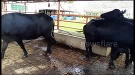 Rebaño de ganado bovino Número 3. En plena faena de pastoreo, se llevan a la zona de pastos, denominada potrero, para que empiecen a alimentarse.