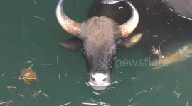 collaborative effort of Foresters and local villagers in Tamil Nadu helped save the life of a Gaur