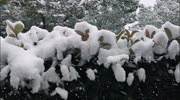 temp