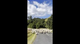 A New Zealand Traffic Jam