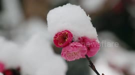 Red Plum Blossoms After Snow in Yichang, China