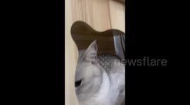 The Whistling Cat from Huaian, China