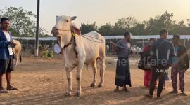 Myanmar holds bovine beauty pageant to commemorate Union Day