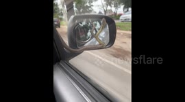 Unexpected encounter: snake slithers across windshield during drive to visit hospital