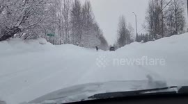 Moose Spotted Feeding on Snowy Road Amidst Cars in Anchorage, AK, USA
