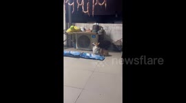 Chubby Corgi Jumps High to Reach Sausages in Nanning, China