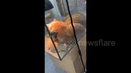 Cats claim Lizard's Cozy Nook in Weihai, China