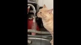 Orange cat drinking water from the sink in a funny way in the kitchen
