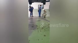 Mechanics and animal rescuers pull wild snake from under car