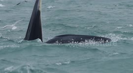 Bryde's whales spotted preying on fish in China's Guangxi