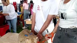 Pampered pet cats compete in beauty pageant