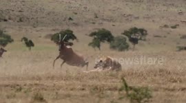 Brave antelope mum charges headfirst at hyena to try and save baby from attack