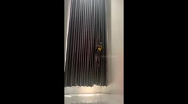 Fearless feline adventure: 3-month-old cat Billi conquers a 3-meter curtain in Bali, Indonesia