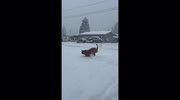 temp