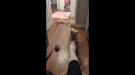 Puppy Learns to Remove Mom's Socks