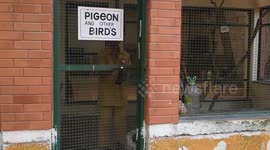 Pigeon suspected of spying for China released after eight months in Indian prison