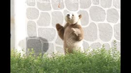 World's only brown panda enjoys carrot feeding in China