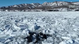 Video shows pod of 10 orcas trapped by sea ice in Japan