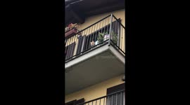 Bambù the cat balcony meows: a sweet feline welcome in Gallarate, Italy