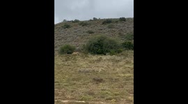 'Silent Assassin!' - Slick lioness snatches all hopes of survival away from juvenile blesbok