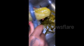 This woman makes the most bizarre drinks combining pickles with Kool-Aid and alcohol