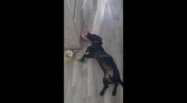 Tired Dog Lies Down to Drink Water