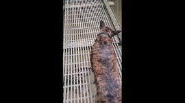 Brave dog cautiously crosses suspension bridge