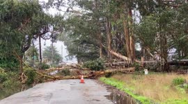 US: Atmospheric River – Violent Winds Knock Down Trees Leaving Multiple Deaths In California 5