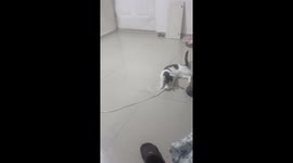 Mi gato buscando electrocutarse