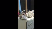 temp