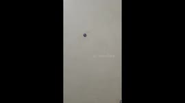 Worried neighbours rescue cat abandoned in condo room