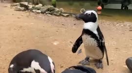 Penguin becomes 'guide-bird' to companion suffering cataracts - guiding her to food and bed