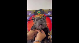 Pet dog wears Chinese New Year outfit with black hat