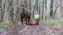 Horses replace machines to clear infected trees from a British forest