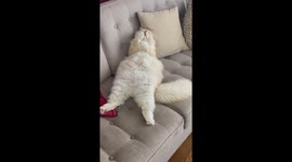 Chonky Cat Relaxes And Licks Tasty Paws